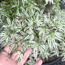 Клен віяловий / пальмолистий / япоський Укігумо | Acer palmatum Ukigumo | Клён веерный / пальмолистый / япоский Укигумо