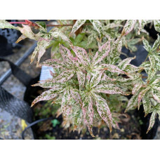Клен віяловий / пальмолистий / япоський Укігумо | Acer palmatum Ukigumo | Клён веерный / пальмолистый / япоский Укигумо