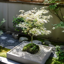 Клен віяловий / пальмолистий / япоський Укігумо | Acer palmatum Ukigumo | Клён веерный / пальмолистый / япоский Укигумо