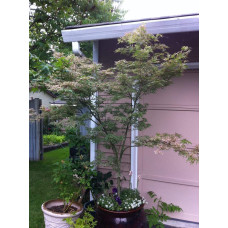 Клен віяловий / пальмолистий / япоський Укігумо | Acer palmatum Ukigumo | Клён веерный / пальмолистый / япоский Укигумо