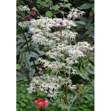 Клен віяловий / пальмолистий / япоський Укігумо | Acer palmatum Ukigumo | Клён веерный / пальмолистый / япоский Укигумо