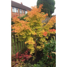 Клен віяловий / пальмолистий / япоський Сангокаку | Acer palmatum Sangokaku | Клён веерный / пальмолистый / япоский Сангокаку