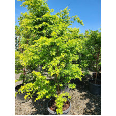 Клен віяловий / пальмолистий / япоський Сангокаку | Acer palmatum Sangokaku | Клён веерный / пальмолистый / япоский Сангокаку