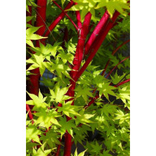 Клен віяловий / пальмолистий / япоський Сангокаку | Acer palmatum Sangokaku | Клён веерный / пальмолистый / япоский Сангокаку