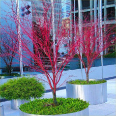 Клен віяловий / пальмолистий / япоський Сангокаку | Acer palmatum Sangokaku | Клён веерный / пальмолистый / япоский Сангокаку