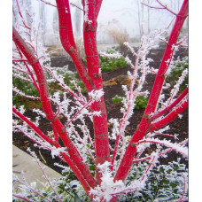 Клен віяловий / пальмолистий / япоський Сангокаку | Acer palmatum Sangokaku | Клён веерный / пальмолистый / япоский Сангокаку