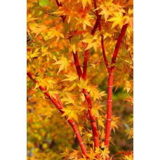Клен віяловий / пальмолистий / япоський Сангокаку | Acer palmatum Sangokaku | Клён веерный / пальмолистый / япоский Сангокаку