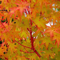 Клен віяловий / пальмолистий / япоський Сангокаку | Acer palmatum Sangokaku | Клён веерный / пальмолистый / япоский Сангокаку