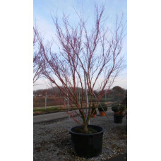 Клен віяловий / пальмолистий / япоський Сангокаку | Acer palmatum Sangokaku | Клён веерный / пальмолистый / япоский Сангокаку