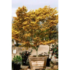 Клен віяловий / пальмолистий / япоський Катсура | Acer palmatum Katsura | Клен веерный / пальмолистый / япоский  Катсура