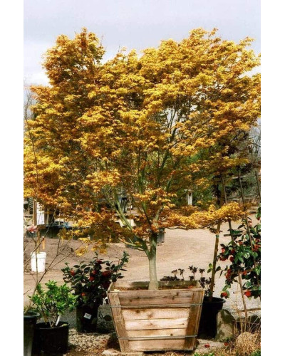 Клен віяловий / пальмолистий / япоський Катсура | Acer palmatum Katsura | Клен веерный / пальмолистый / япоский Катсура