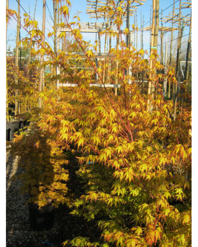 Клен віяловий / пальмолистий / япоський Катсура | Acer palmatum Katsura | Клен веерный / пальмолистый / япоский Катсура