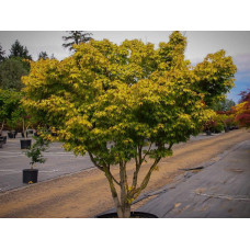 Клен віяловий / пальмолистий / япоський Катсура | Acer palmatum Katsura | Клен веерный / пальмолистый / япоский  Катсура