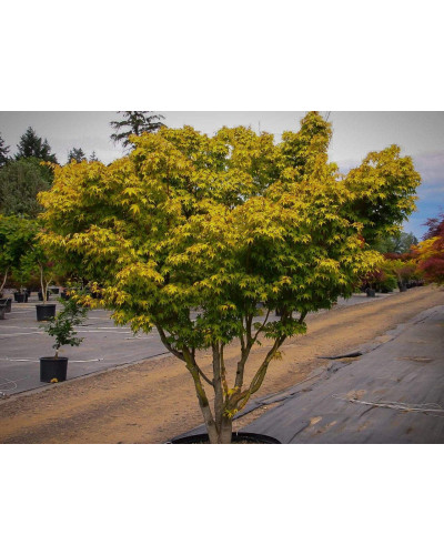 Клен віяловий / пальмолистий / япоський Катсура | Acer palmatum Katsura | Клен веерный / пальмолистый / япоский Катсура