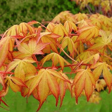 Клен віяловий / пальмолистий / япоський Катсура | Acer palmatum Katsura | Клен веерный / пальмолистый / япоский  Катсура