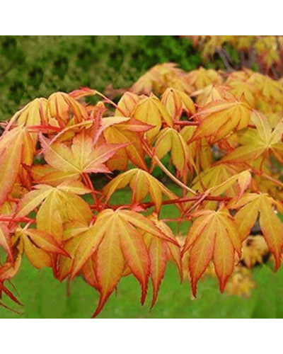 Клен віяловий / пальмолистий / япоський Катсура | Acer palmatum Katsura | Клен веерный / пальмолистый / япоский Катсура