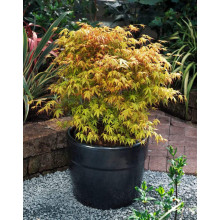 Клен віяловий / пальмолистий / япоський Катсура | Acer palmatum Katsura | Клен веерный / пальмолистый / япоский  Катсура