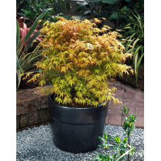 Клен віяловий / пальмолистий / япоський Катсура | Acer palmatum Katsura | Клен веерный / пальмолистый / япоский  Катсура