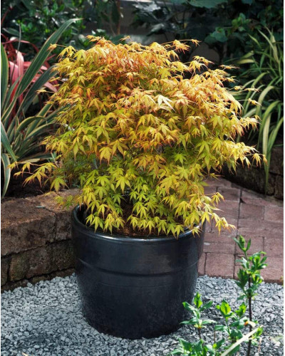 Клен віяловий / пальмолистий / япоський Катсура | Acer palmatum Katsura | Клен веерный / пальмолистый / япоский Катсура