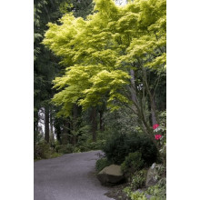 Клен віяловий / пальмолистий / япоський Катсура | Acer palmatum Katsura | Клен веерный / пальмолистый / япоский  Катсура