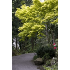 Клен віяловий / пальмолистий / япоський Катсура | Acer palmatum Katsura | Клен веерный / пальмолистый / япоский  Катсура