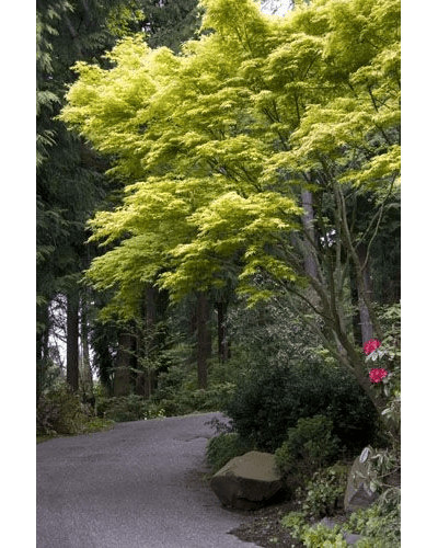 Клен віяловий / пальмолистий / япоський Катсура | Acer palmatum Katsura | Клен веерный / пальмолистый / япоский Катсура