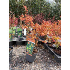 Клен віяловий / пальмолистий / япоський Катсура | Acer palmatum Katsura | Клен веерный / пальмолистый / япоский  Катсура