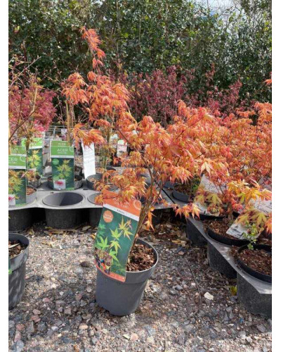 Клен віяловий / пальмолистий / япоський Катсура | Acer palmatum Katsura | Клен веерный / пальмолистый / япоский Катсура