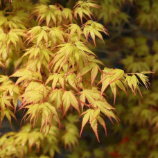 Клен віяловий / пальмолистий / япоський Катсура | Acer palmatum Katsura | Клен веерный / пальмолистый / япоский  Катсура