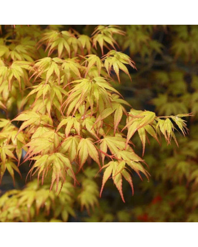 Клен віяловий / пальмолистий / япоський Катсура | Acer palmatum Katsura | Клен веерный / пальмолистый / япоский Катсура