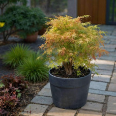 Клен віяловий / пальмолистий / япоський Катсура | Acer palmatum Katsura | Клен веерный / пальмолистый / япоский  Катсура