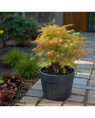Клен віяловий / пальмолистий / япоський Катсура | Acer palmatum Katsura | Клен веерный / пальмолистый / япоский Катсура