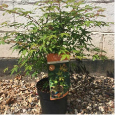 Клен віяловий / пальмолистий / япоський Катсура | Acer palmatum Katsura | Клен веерный / пальмолистый / япоский  Катсура
