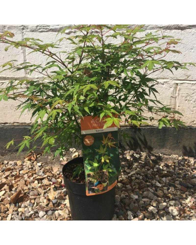 Клен віяловий / пальмолистий / япоський Катсура | Acer palmatum Katsura | Клен веерный / пальмолистый / япоский Катсура