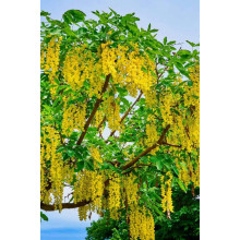 Бобовник анагіролистий / Лабурнум / Золотий дощ | Laburnum anagyroides | Бобовник анагиролистный / Лабурнум / Золотой дождьLaburnum anagyroides