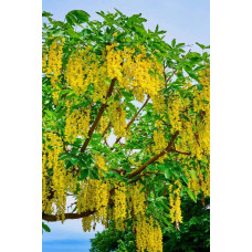 Бобовник анагіролистий / Лабурнум / Золотий дощ | Laburnum anagyroides | Бобовник анагиролистный / Лабурнум / Золотой дождьLaburnum anagyroides