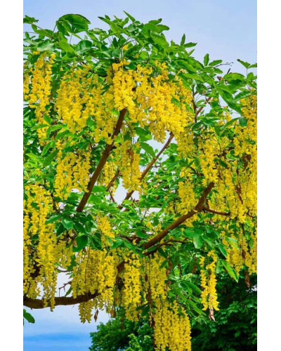 Бобовник анагіролистий / Лабурнум / Золотий дощ | Laburnum anagyroides | Бобовник анагиролистный / Лабурнум / Золотой дождьLaburnum anagyroides