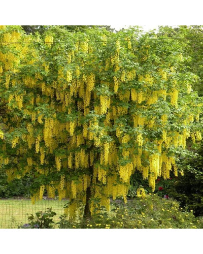 Бобовник анагіролистий / Лабурнум / Золотий дощ | Laburnum anagyroides | Бобовник анагиролистный / Лабурнум / Золотой дождьLaburnum anagyroides