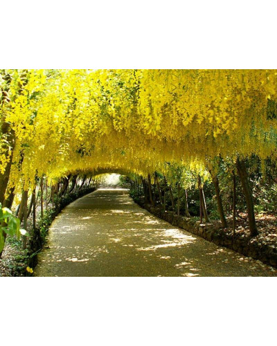 Бобовник анагіролистий / Лабурнум / Золотий дощ | Laburnum anagyroides | Бобовник анагиролистный / Лабурнум / Золотой дождьLaburnum anagyroides