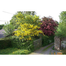 Бобовник анагіролистий / Лабурнум / Золотий дощ | Laburnum anagyroides | Бобовник анагиролистный / Лабурнум / Золотой дождьLaburnum anagyroides