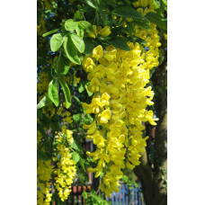 Бобовник анагіролистий / Лабурнум / Золотий дощ | Laburnum anagyroides | Бобовник анагиролистный / Лабурнум / Золотой дождьLaburnum anagyroides