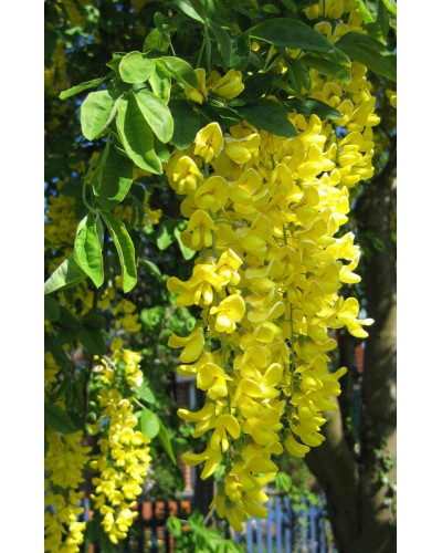Бобовник анагіролистий / Лабурнум / Золотий дощ | Laburnum anagyroides | Бобовник анагиролистный / Лабурнум / Золотой дождьLaburnum anagyroides