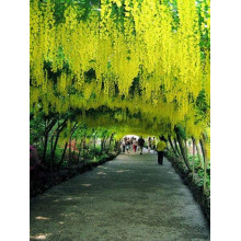 Бобовник анагіролистий / Лабурнум / Золотий дощ | Laburnum anagyroides | Бобовник анагиролистный / Лабурнум / Золотой дождьLaburnum anagyroides