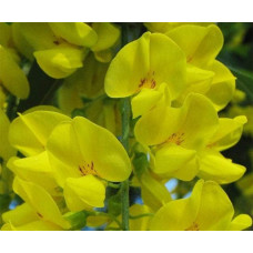 Бобовник анагіролистий / Лабурнум / Золотий дощ | Laburnum anagyroides | Бобовник анагиролистный / Лабурнум / Золотой дождьLaburnum anagyroides