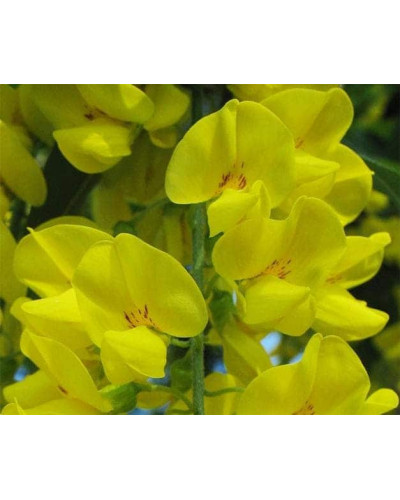 Бобовник анагіролистий / Лабурнум / Золотий дощ | Laburnum anagyroides | Бобовник анагиролистный / Лабурнум / Золотой дождьLaburnum anagyroides