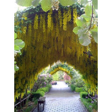 Бобовник анагіролистий / Лабурнум / Золотий дощ | Laburnum anagyroides | Бобовник анагиролистный / Лабурнум / Золотой дождьLaburnum anagyroides