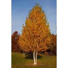 Береза паперова | Betula papyrifera | Берёза бумажная