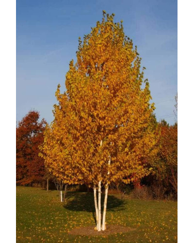 Береза паперова | Betula papyrifera | Берёза бумажная