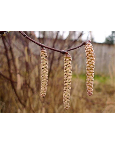 Береза паперова | Betula papyrifera | Берёза бумажная