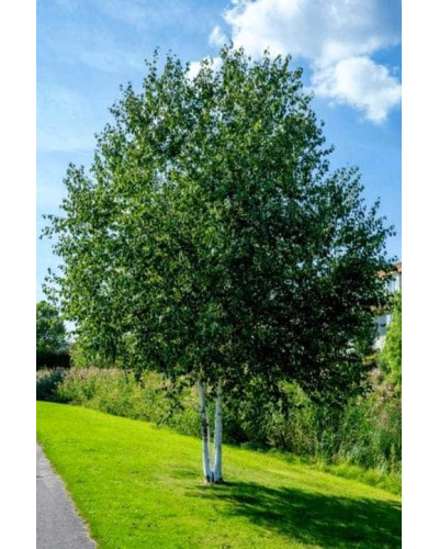 Береза паперова | Betula papyrifera | Берёза бумажная